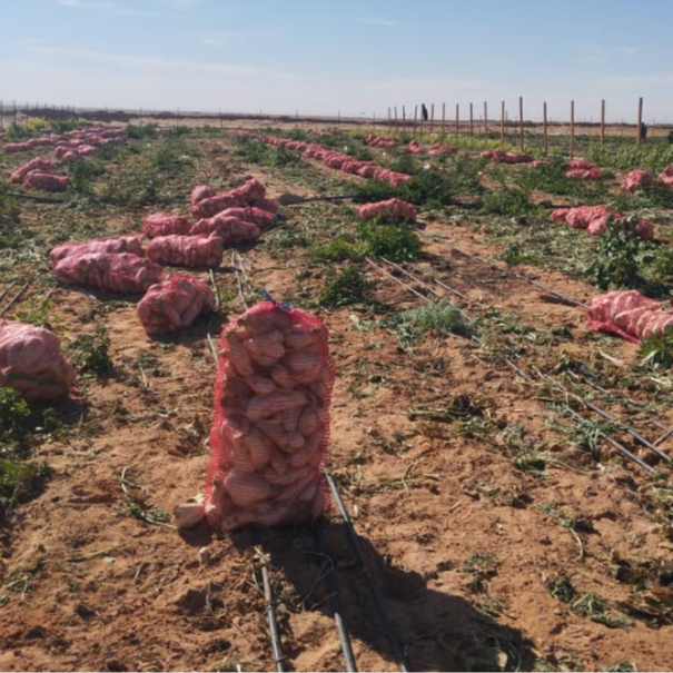 La AECID impulsa la producción de alimentos frescos en los campamentos saharauis